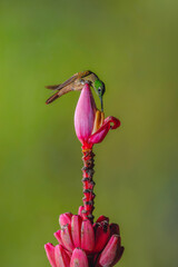 Fototapeta premium Fawn-breasted brilliant drinks leaning over banana flower