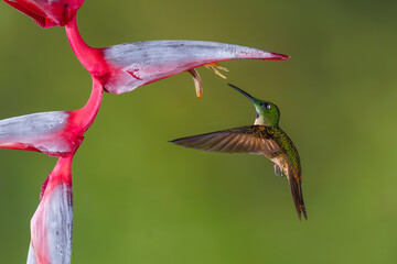 Fototapeta premium Fawn-breasted brilliant flies up underneath heliconia flower