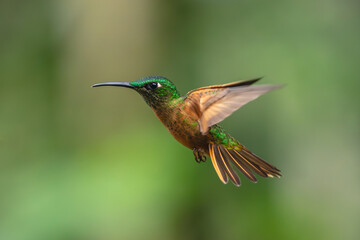 Fototapeta premium Fawn-breasted brilliant flying against green bokeh background