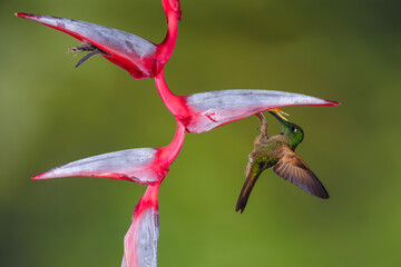 Fototapeta premium Fawn-breasted brilliant hangs from heliconia flower drinking