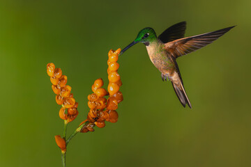 Fototapeta premium Fawn-breasted brilliant flutters feeding from orange flower