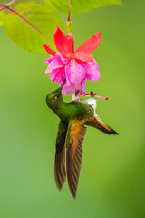 Fototapeta premium Fawn-breasted brilliant hangs drinking from purple flower