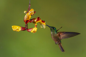 Fototapeta premium Fawn-breasted brilliant hovers drinking from Mysore trumpetvine