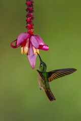 Fototapeta premium Fawn-breasted brilliant hovers drinking from banana flower