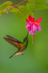 Fototapeta premium Fawn-breasted brilliant hovers drinking from purple flower