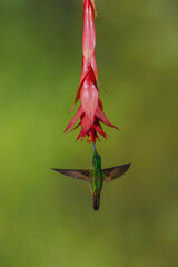 Fototapeta premium Fawn-breasted brilliant hovers drinking from red flower