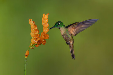 Fototapeta premium Fawn-breasted brilliant hovers feeding from orange flower