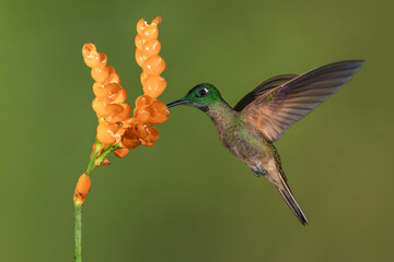 Fototapeta premium Fawn-breasted brilliant hovers feeding on orange flower
