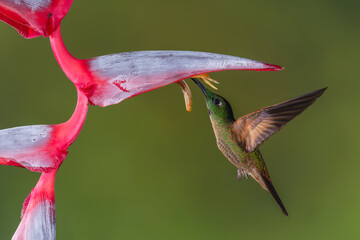 Fototapeta premium Fawn-breasted brilliant hovers feeding under heliconia flower