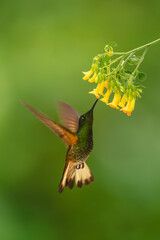 Obraz premium Fawn-breasted brilliant hovers under yellow flower feeding