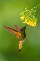 Obraz premium Fawn-breasted brilliant hovers feeding on yellow flowers