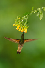 Obraz premium Fawn-breasted brilliant hovers under yellow flower drinking