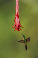 Obraz premium Fawn-breasted brilliant spreads wings under red flower