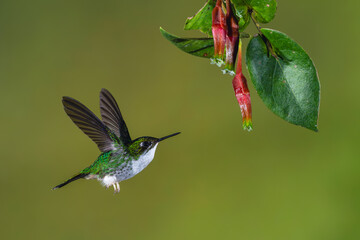 Obraz premium Female Andean emerald flies to red fuchsias