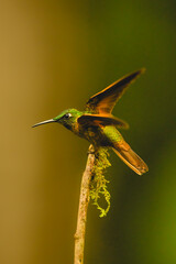 Obraz premium Fawn-breasted brilliant takes off from mossy branch