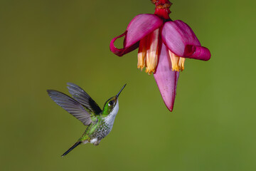 Obraz premium Female Andean emerald hovers below banana flower