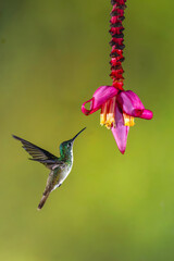 Obraz premium Female Andean emerald flies towards banana flower