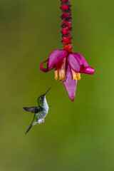 Obraz premium Female Andean emerald hovers under banana flower