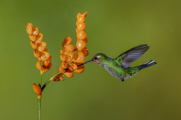 Obraz premium Female purple-bibbed whitetip drinks from orange flower