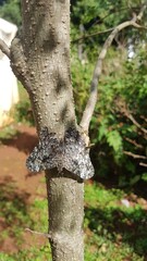 Obraz premium Camouflaged Gray Butterfly Resting on Tree Trunk in Paraguay