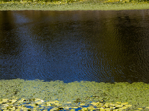 Water surface showing reflections and ripples transitioning into a dense layer of green algae and aquatic plants, illustrating different natural textures and environmental conditions in a pond