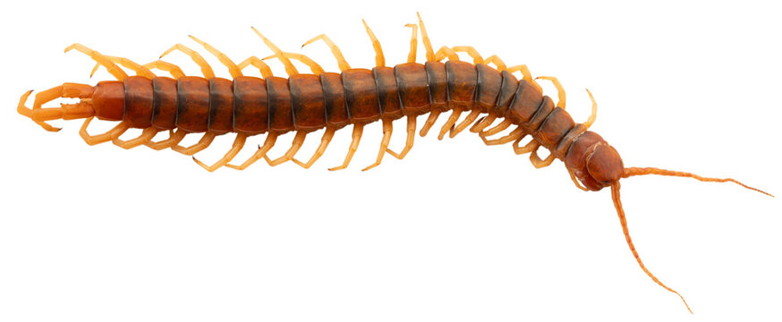 Large isolated colorful centipede