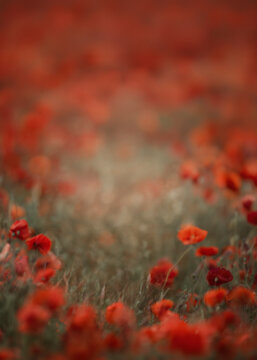 Poppies field sunset background. Blooming red poppy fields  landscape in the backdrop. Red poppies. Landscape of a poppy field. Panorama of poppies