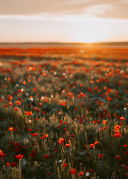 Poppies field sunset background. Blooming red poppy fields  landscape in the backdrop. Red poppies. Landscape of a poppy field. Panorama of poppies