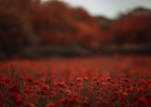 Poppies field sunset background. Blooming red poppy fields  landscape in the backdrop. Red poppies. Landscape of a poppy field. Panorama of poppies