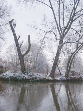 B&auml;ume an der Leine im Winter