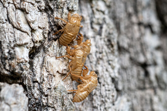 Exuvia, or the empty exoskeleton shed by a cicada after molting. This "skin" is left on the bark of trees when the nymph transforms into an adult. The shell is typically light brown or transparent and