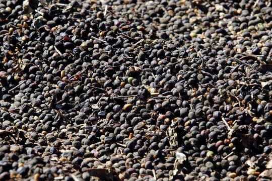 Natural coffee bean drying process in organized rows under the sun