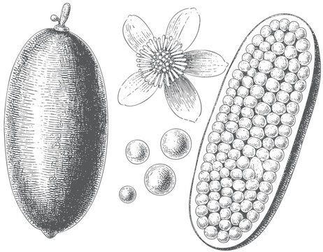 Vintage engraved bael fruit with whole fruit longitudinal cross section flower and seeds botanical scientific illustration isolated on white background