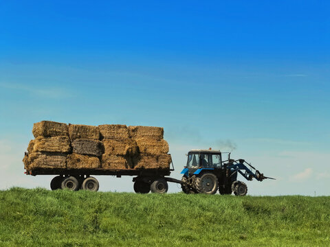 Blue agricultural tractor pulling heavy trailer stacked with square straw bales across green field horizon, summer harvest season, and farming machinery concept.
