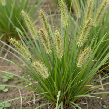 Chibi Crow Garden. Close-Up Of Lulangan (Indian Goosegrass, Eleusine Indica), A Small Annual Species In The Poaceae Family