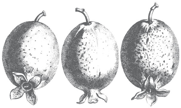Vintage engraved whole pomegranate fruits botanical scientific illustration set isolated on white background