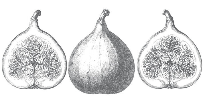 Antique botanical engraving of common fig showing whole ripe fruit and detailed interior cross section scientific illustration isolated on white background