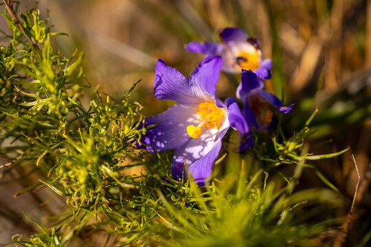 Purple Vellozia flower blooming in high altitude rocky field of Ibitipoca, Minas Gerais, Brazil