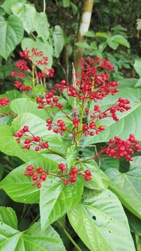 Vibrant red flowers bloom among lush green leaves in a forest setting.