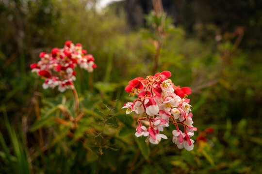 Wild Begonia flower (Begonia biserrata) blooming in native trail foliage of Ibitipoca, Minas Gerais, Brazil