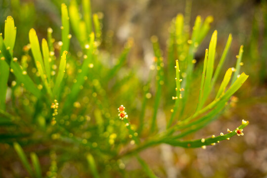 Whisk fern plant (Psilotum nudum) with small round sporangia blooming in high-altitude terrain of Ibitipoca, Minas Gerais, Brazil