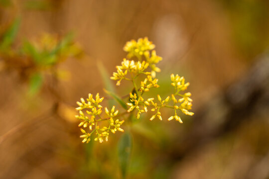 Yellow flower head of Baccharis platypoda blooming in high altitude rocky vegetation of Ibitipoca, Minas Gerais, Brazil