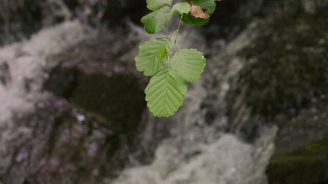Rack focus from flowing water to alder leaf with natural river sound, real time