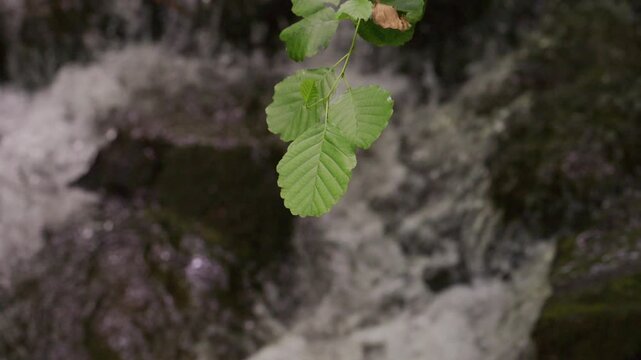 Rack focus from alder leaf to flowing water behind, riverside forest, slow motion
