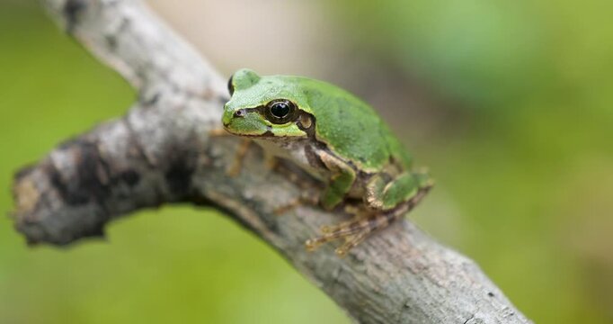 green tree frog sitting on a  branch