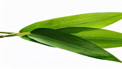 Fototapeta premium Green Bamboo Leaves Isolated