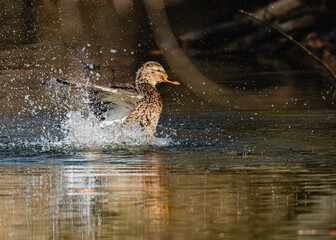 duck in the water © Darek