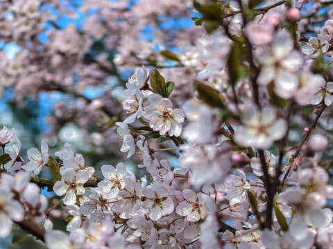 Abundant Spring Cherry Blossoms in Bloom