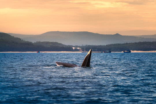a bryde whale is hunting on the sea of An Hai sea, Phu Yen province, central Vietnam