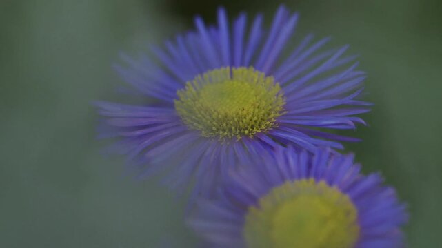 Violet aster flowers with drifting smoke passing through frame, moody macro, slow motion